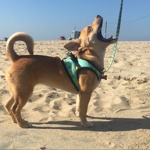 Meet your Posher, Grace